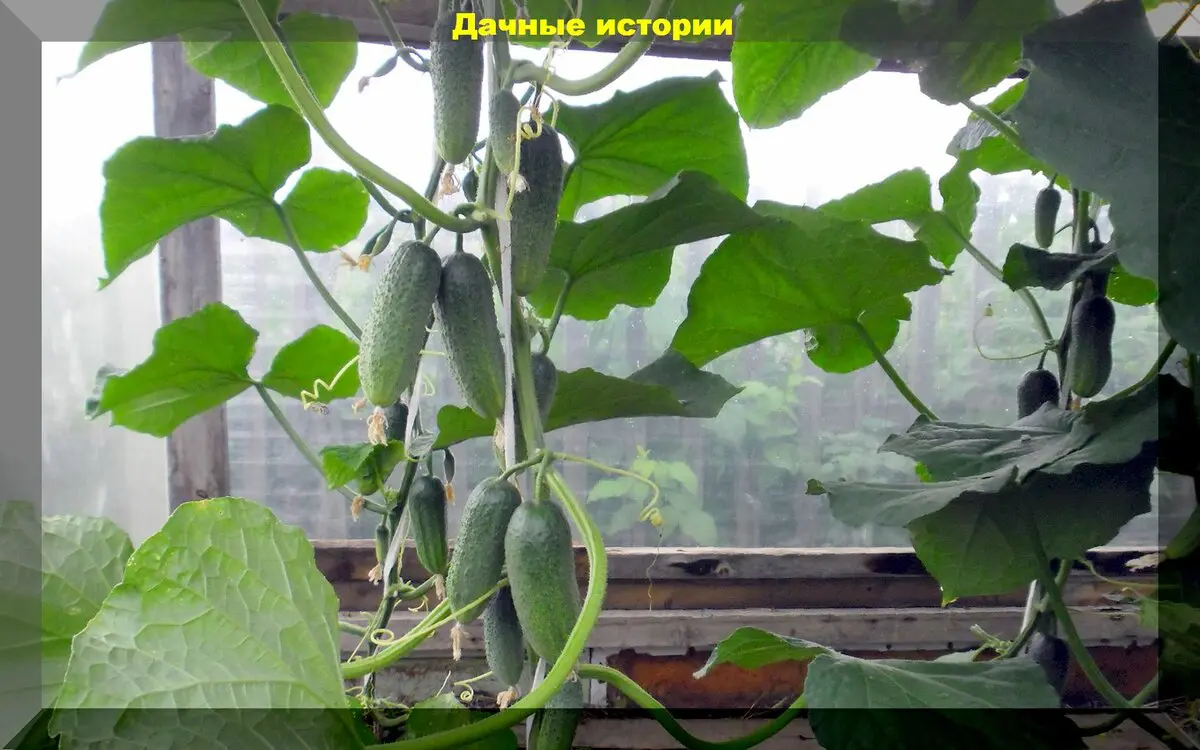 Самые важные моменты в уходе за огурцами, которые точно нельзя игнорировать