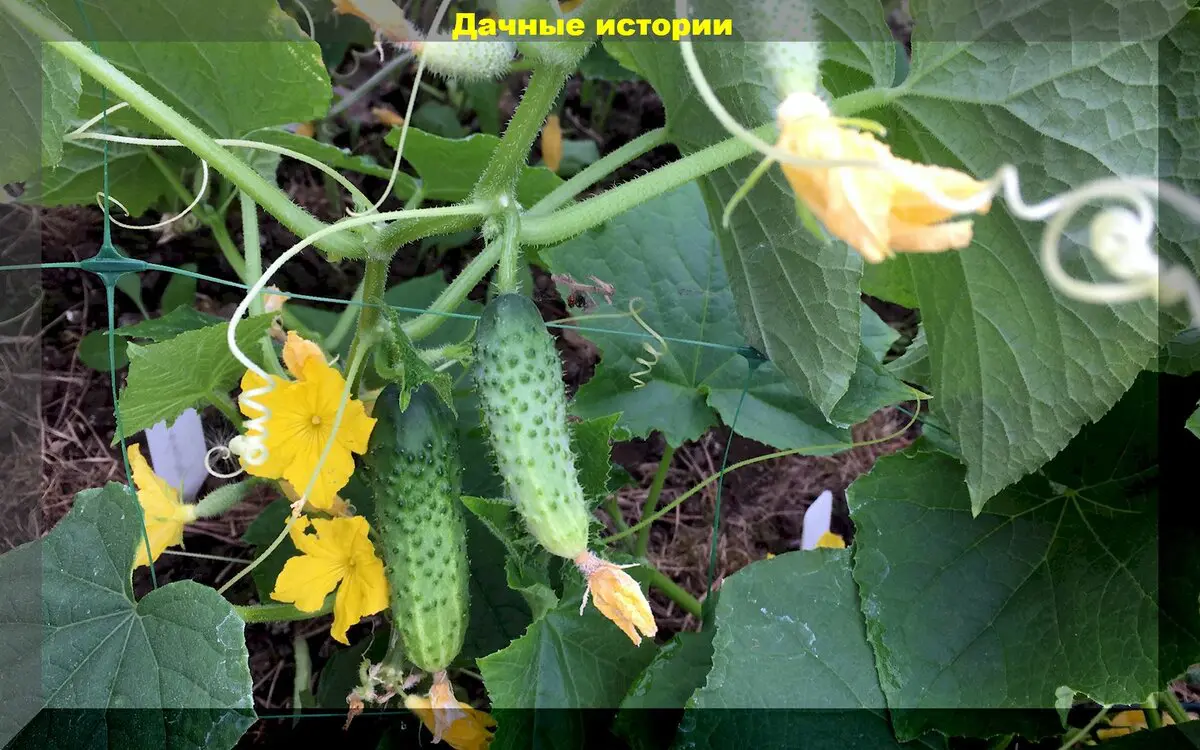 Самые важные моменты в уходе за огурцами, которые точно нельзя игнорировать