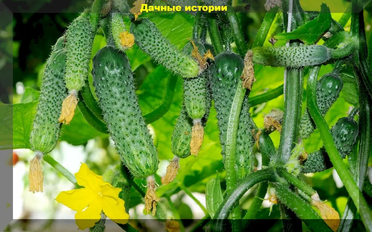 Самые важные моменты в уходе за огурцами, которые точно нельзя игнорировать