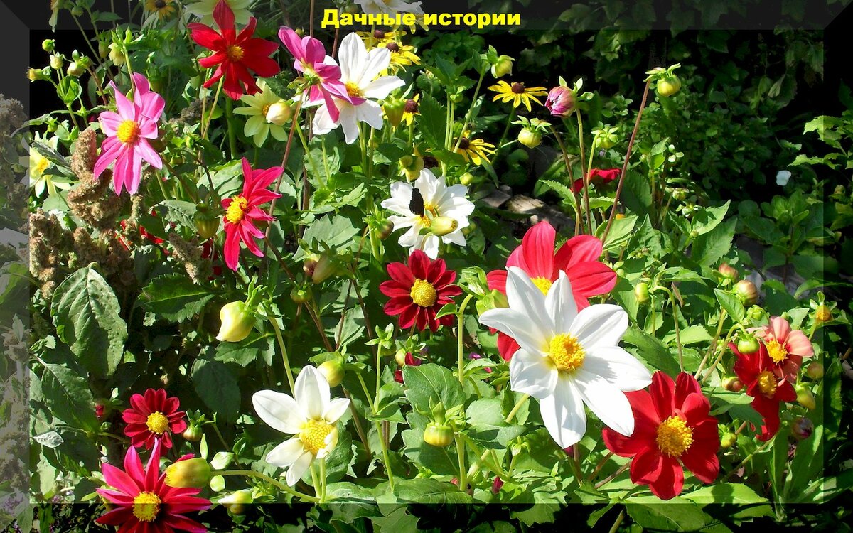 Сад и огород в июне: июньская цветущая клумба и овощные культуры которые не поздно посеять в июне
