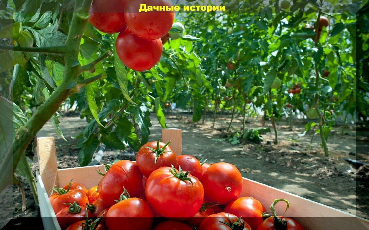 Самые важные моменты в уходе за томатами в первой половине лета: даже хилые томаты пойдут в рост и порадуют урожаем