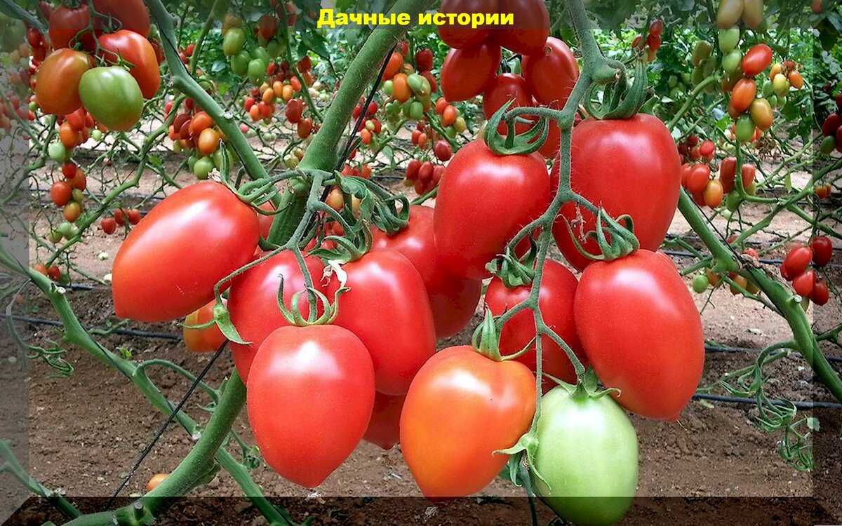 Самые важные моменты в уходе за томатами в первой половине лета: даже хилые томаты пойдут в рост и порадуют урожаем