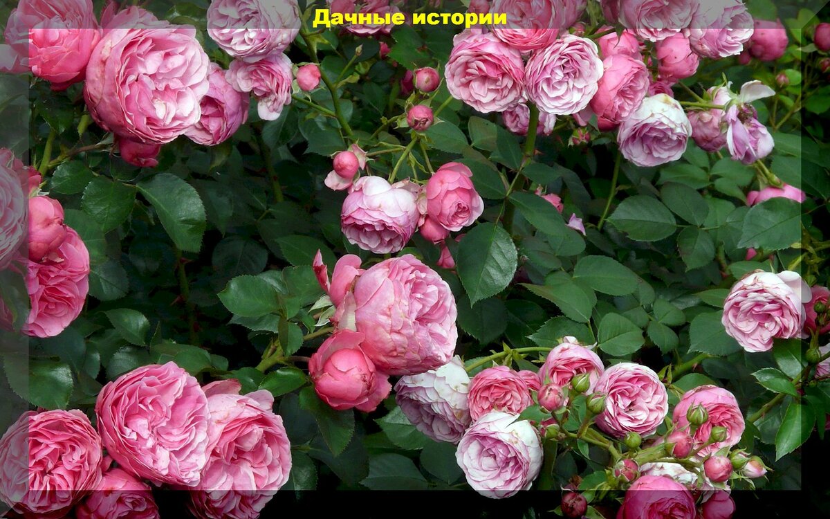 Роза не радует цветением: разбираемся в основных причинах и устраняем их