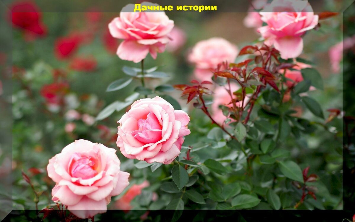 Роза не радует цветением: разбираемся в основных причинах и устраняем их