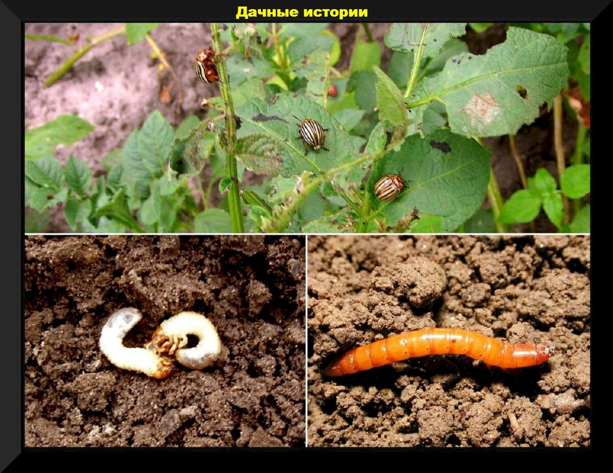 Хрущ, проволочник, колорадский жук: как мульчируя грядки избавиться от вредителей навсегда
