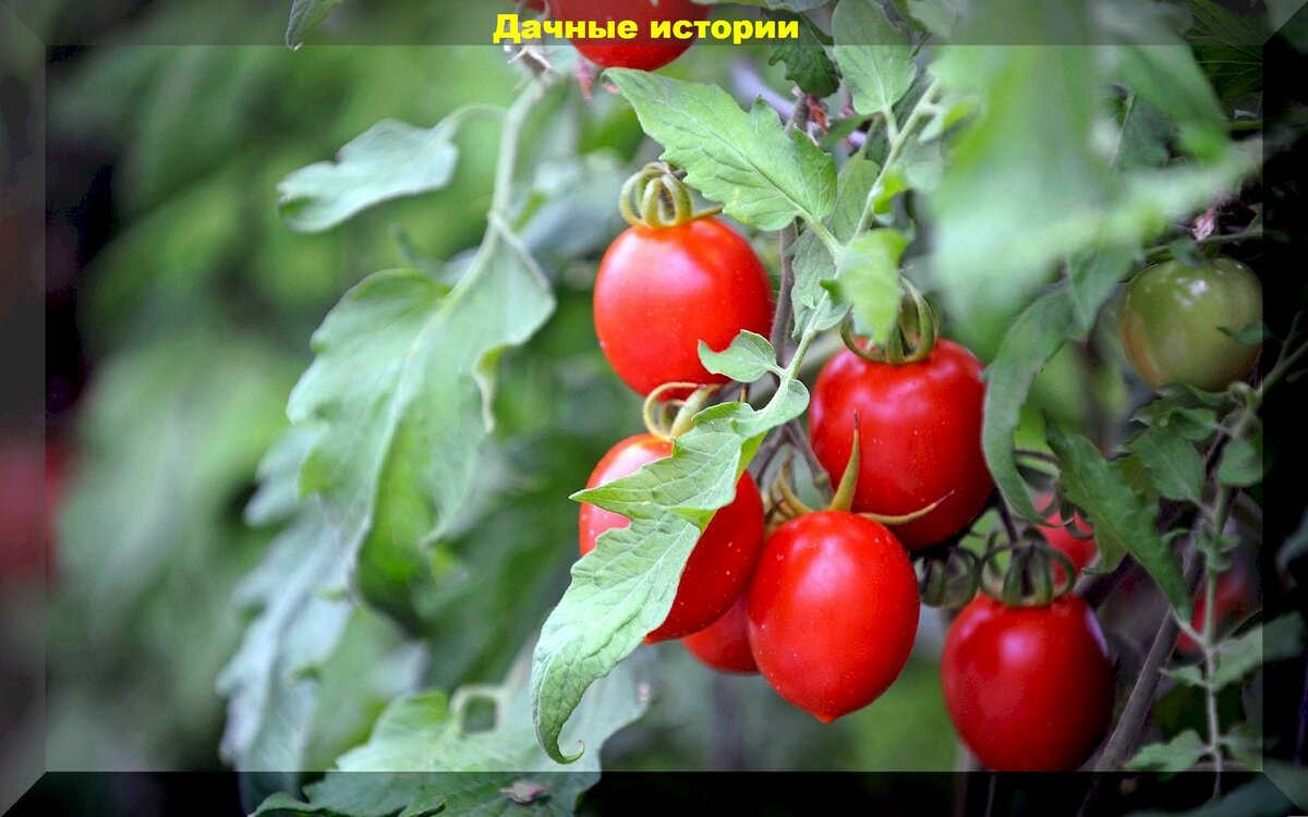 Как ухаживать за томатами в июне: защита томатов от болезней и вредителей, подкормка, формирование, пасынкование и подвязка томатов