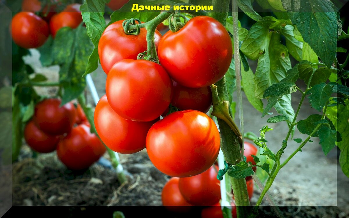 Как ухаживать за томатами в июне: защита томатов от болезней и вредителей, подкормка, формирование, пасынкование и подвязка томатов