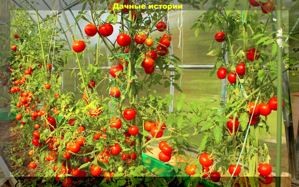 Секреты выращивания томатов в открытом грунте: важные моменты в уходе, подкормках, защиты от болезней