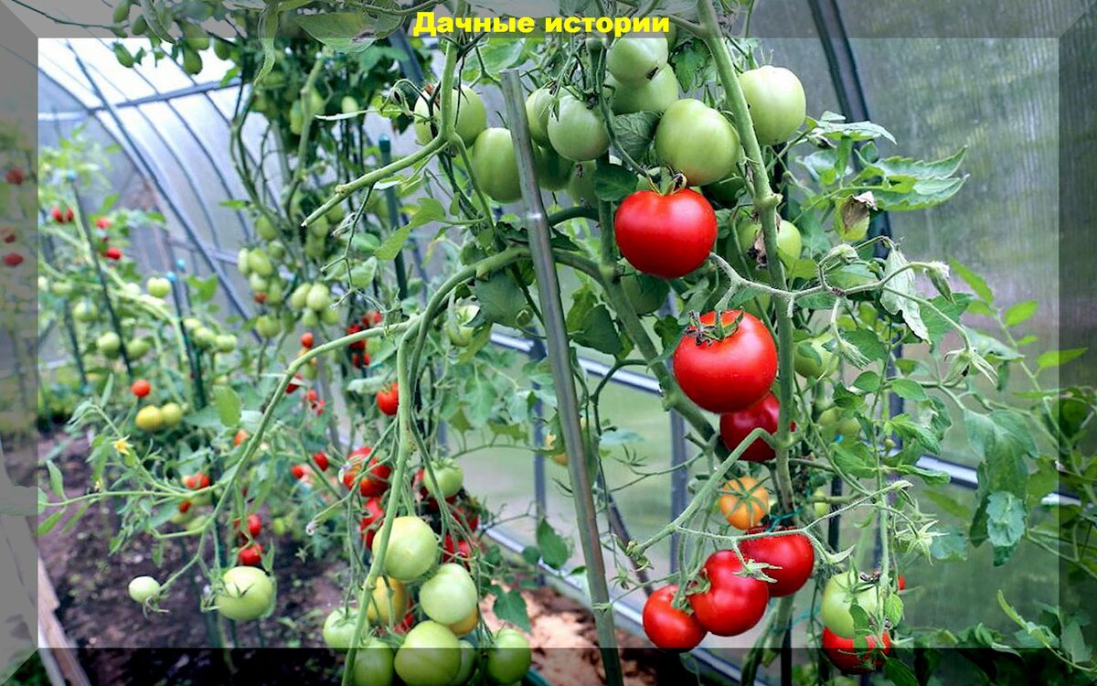 Секреты выращивания томатов в открытом грунте: важные моменты в уходе, подкормках, защиты от болезней