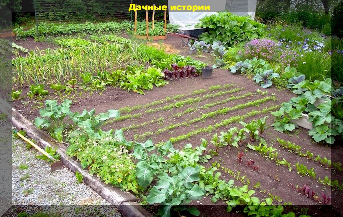 Июньские посевы на даче: овощные культуры которые можно сеять в июне, а какие нужно оставить на вторую половину лета