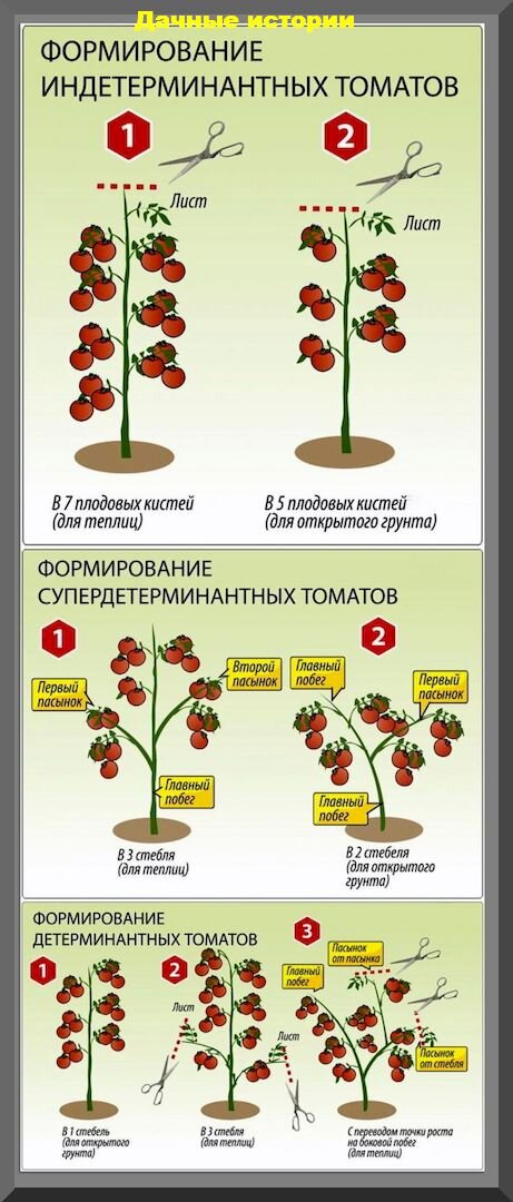 Секреты выращивания томатов в открытом грунте: как готовить томатную грядку, как высаживать рассаду в холод и формировать высокорослые и низкорослые томаты