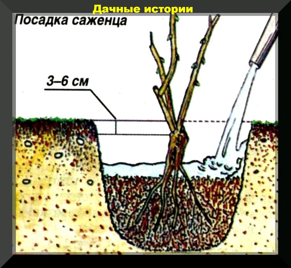 Нюансы посадки роз весной: особенности весенней посадки роз и последующий уход за ними