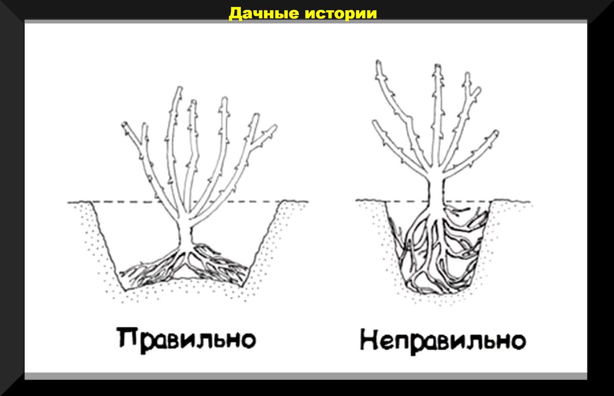 Нюансы посадки роз весной: особенности весенней посадки роз и последующий уход за ними