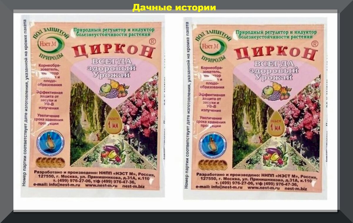 Нюансы посадки роз весной: особенности весенней посадки роз и последующий уход за ними