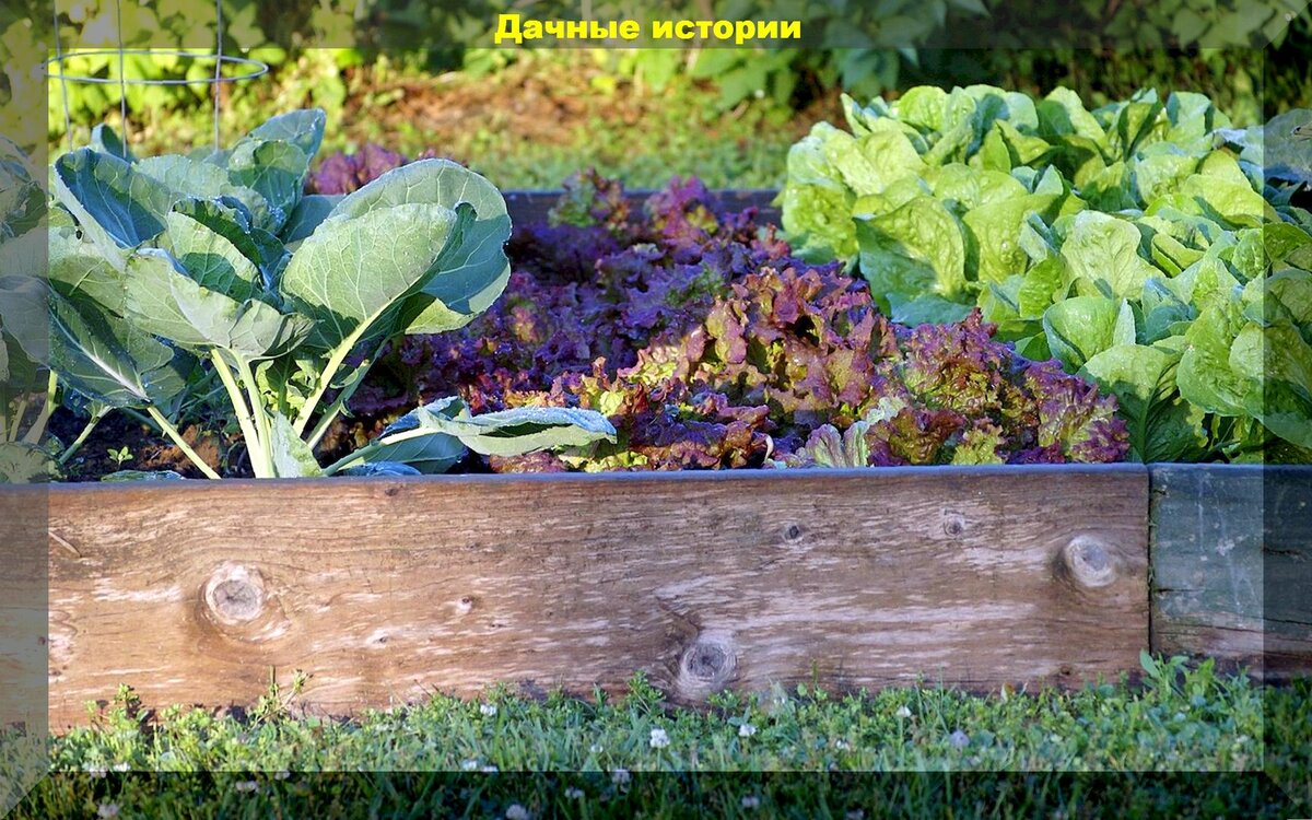 Сезонные работы в саду и огороде в июне: самые важные работы июньские заботы у дачников