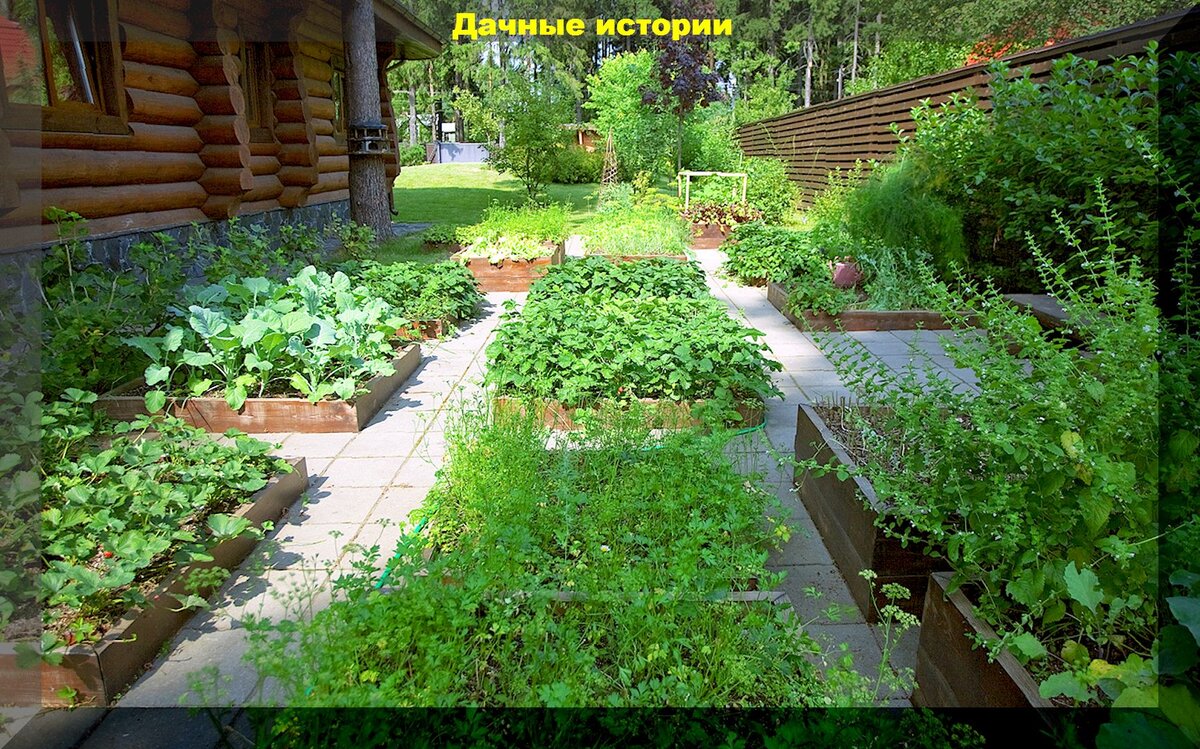 Июнь - важные работы на участке, в цветнике, в саду: защита сада от болезней и вредителей, работы с виноградом и смородиной