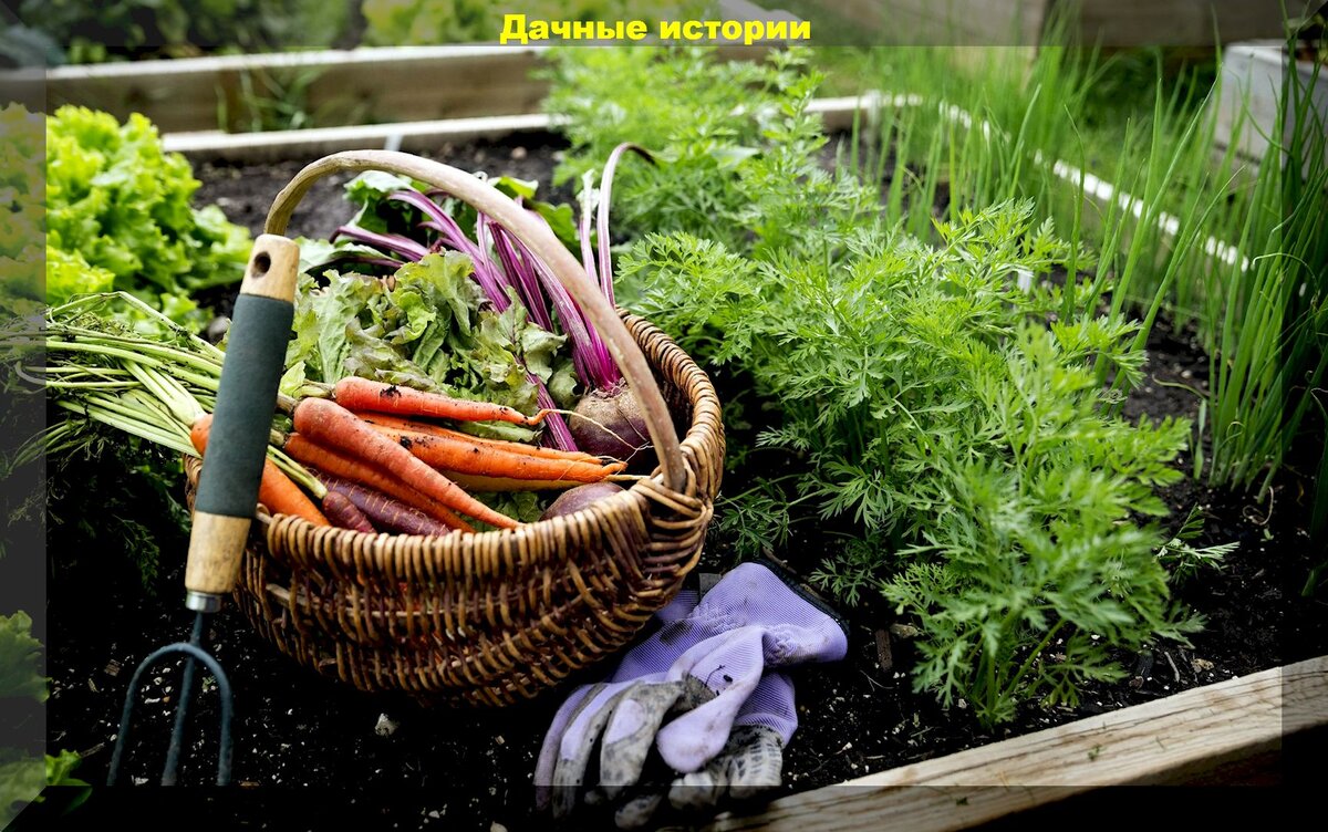 Секреты наших бабушек: народные методы в садоводстве и огородничестве которые точно (почти всегда) работают
