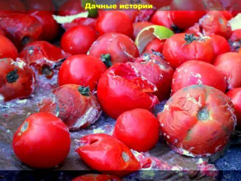Кладоспориоз, вершинная гниль, скручивание листьев, пустоцветы, неправильный полив: самые частые проблемы при уходе за томатами