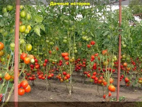 Частые проблемы, очевидные и неочевидные ошибки возникающие при выращивании томатов и способы их устранения
