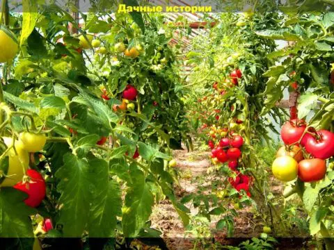 Хочу много помидор: ответы на тридцать вопросов от начинающих огородников, касающиеся выращивания томатов