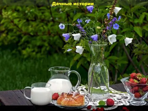 Двадцать интересных вопросов по уходу за садом и подробные на них ответы (смородина, крыжовник, вишня, малина, виноград, брусника) в июле