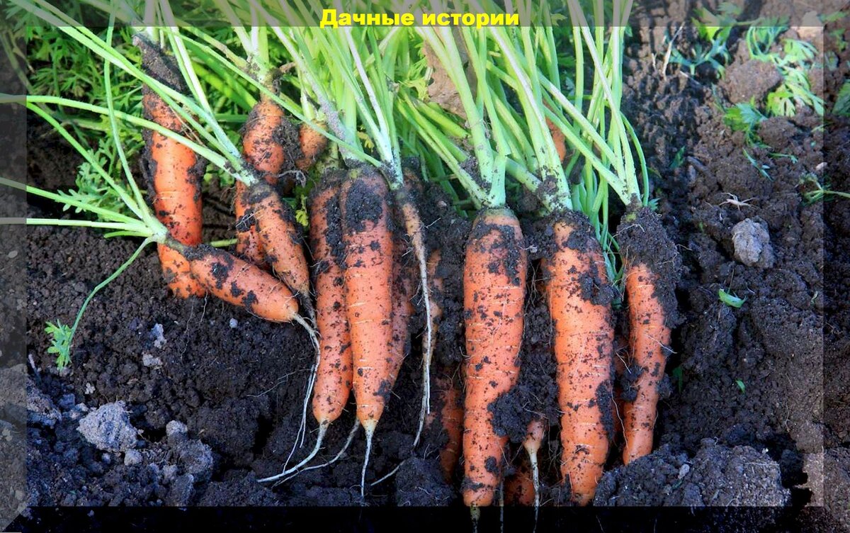 Крупная и ровная морковь – это реальность: простой, но эффективный способ получить хороший урожай