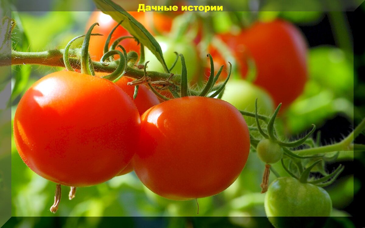 Три главных вопроса: как защитить томаты от жары, как правильно поливать томаты, как подкармливать томаты по листу