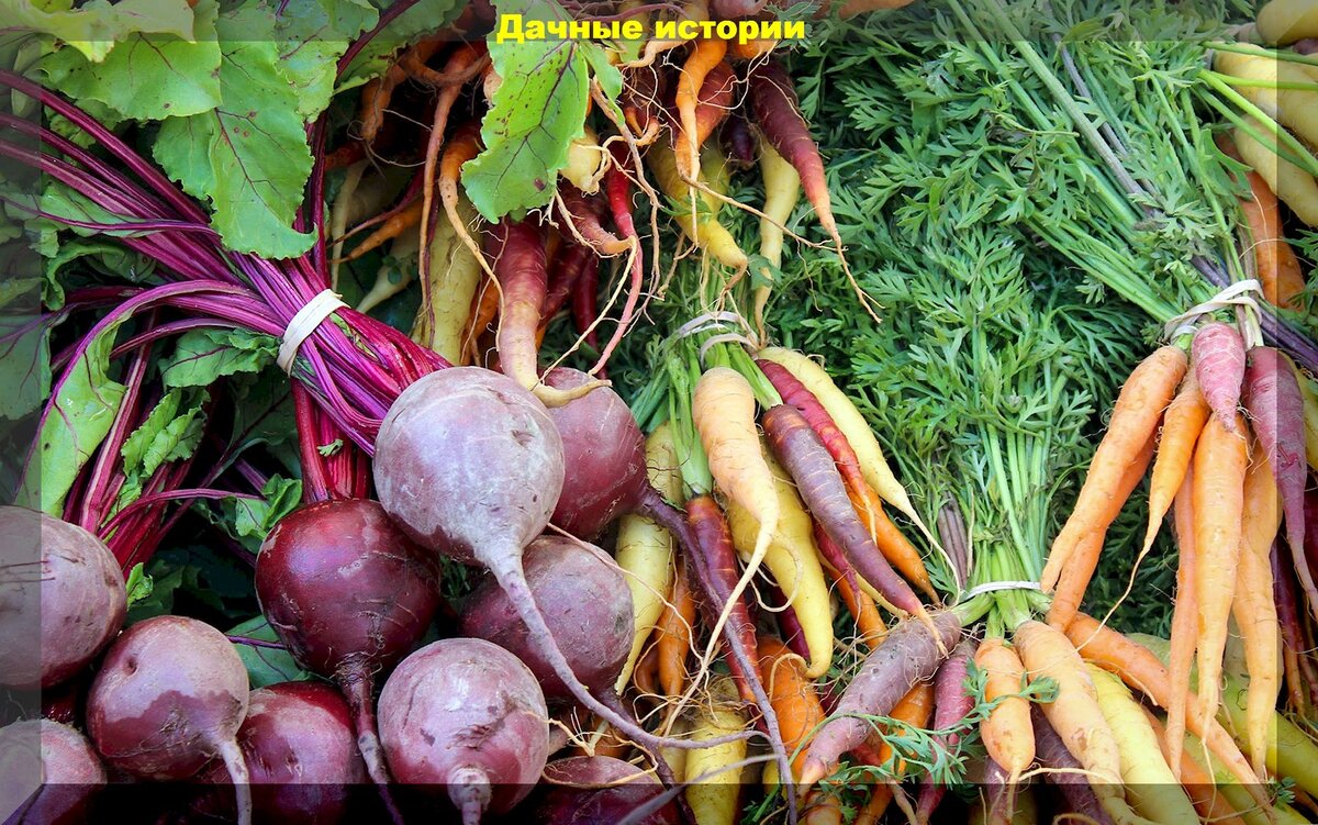 Уход за морковью и свеклой в июле: важные советы для сочного и обильного урожая