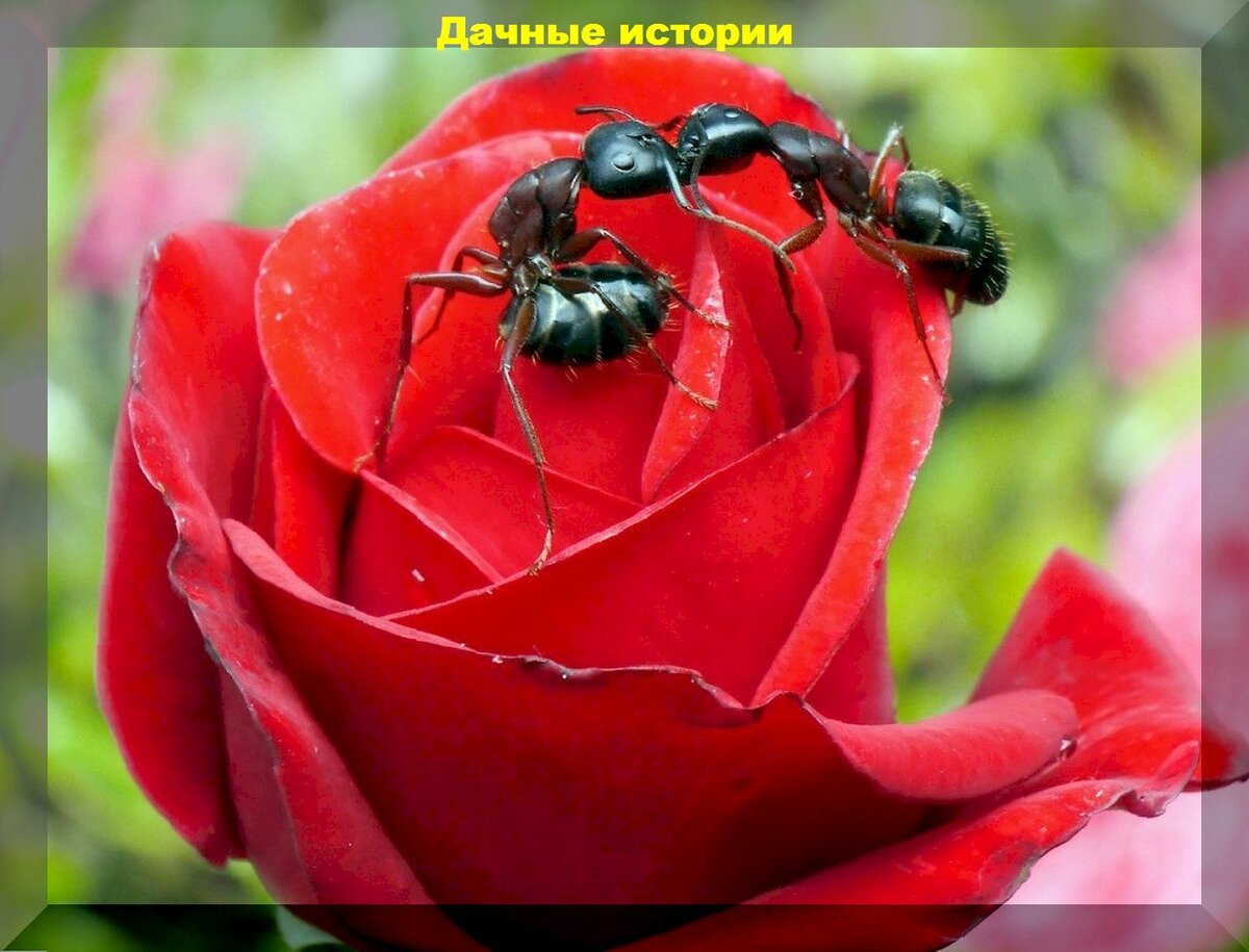 Тли, трипсы, муравьи, белокрылка, паутинный клещ: главные вредители розы и проверенные препараты для борьбы с ними