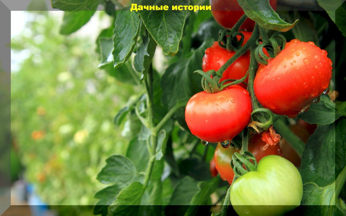 Хочу много помидор: ответы на тридцать вопросов от начинающих огородников, касающиеся выращивания томатов
