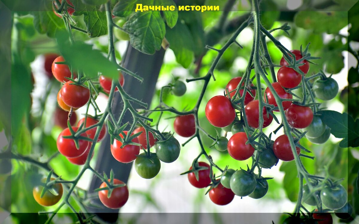 Хочу много помидор: ответы на тридцать вопросов от начинающих огородников, касающиеся выращивания томатов