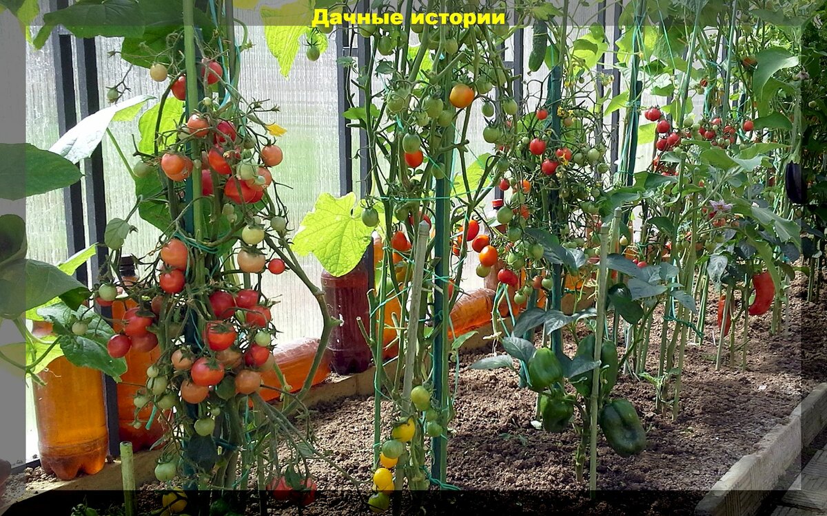 Два самых важных элементов питания для подкормки перцев, томатов, огурцов в первой половине лета