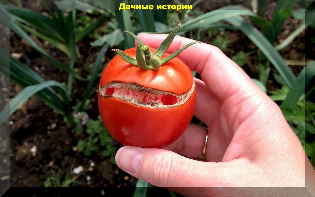 Болезни томатов, вершинная гниль, растрескивание плодов: основные проблемы при выращивании томатов