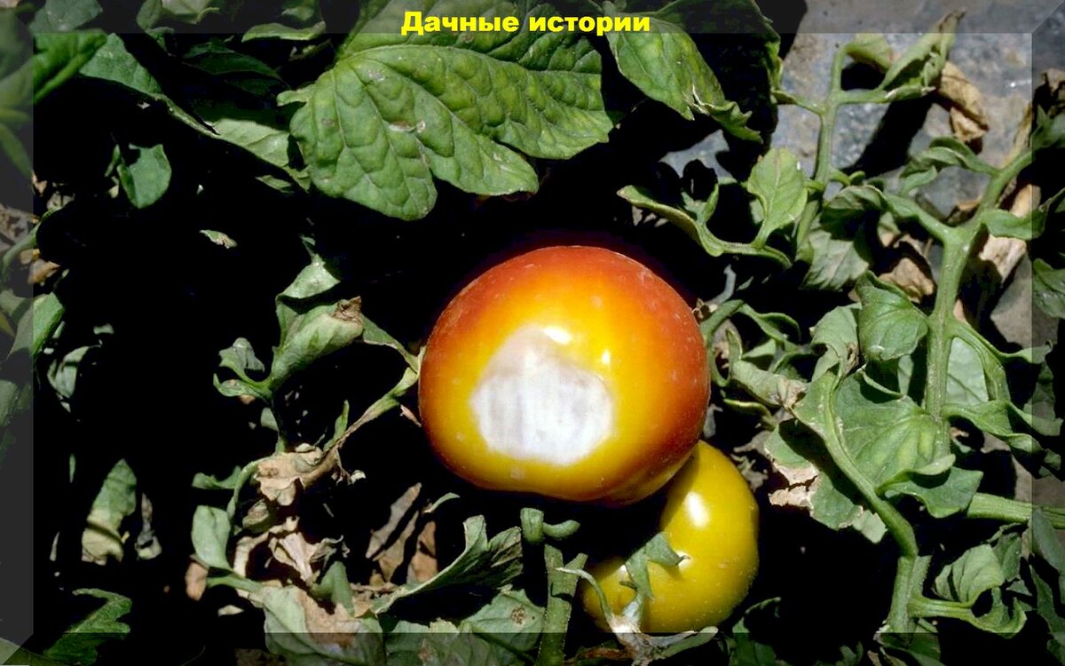 Болезни томатов, вершинная гниль, растрескивание плодов: основные проблемы при выращивании томатов