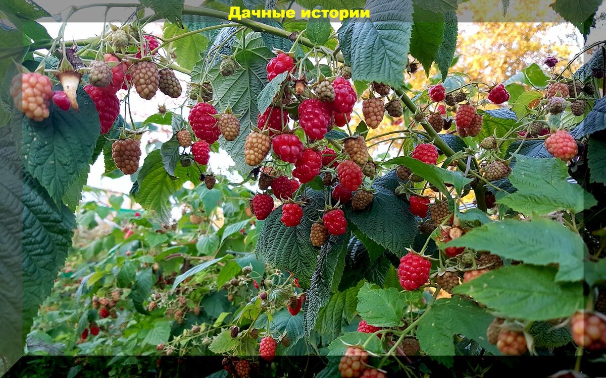 Июнь - как получить много крупных спелых ягод малины: важная информация для начинающих малиноводов