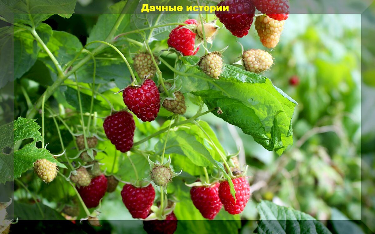 Июнь - как получить много крупных спелых ягод малины: важная информация для начинающих малиноводов