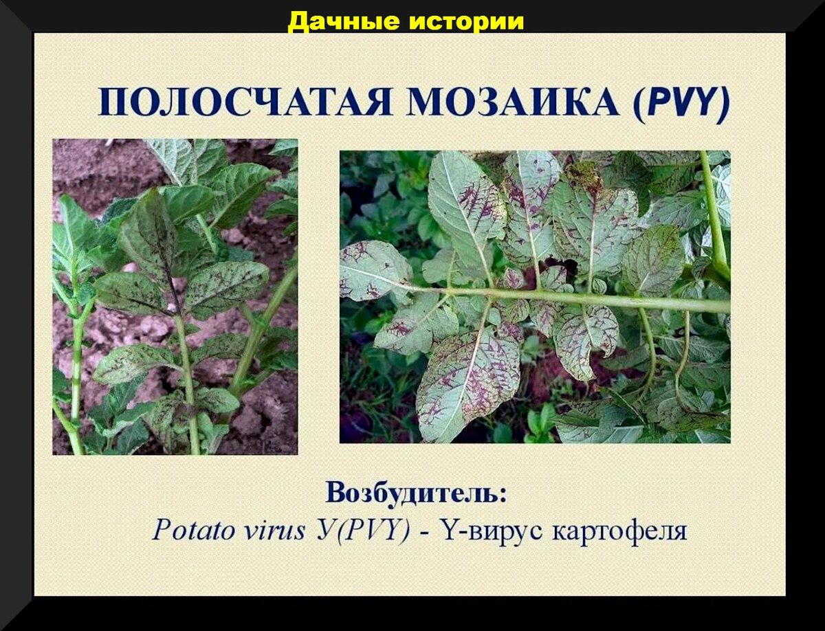 Картофель в июле: подкормка по листу, удаление цветков и ягод на картофеле, защита картофеля от болезней и вредителей