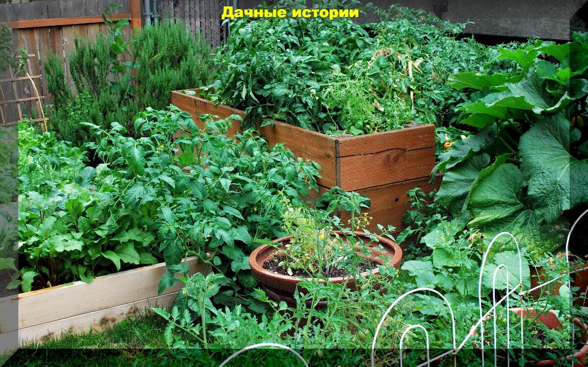 Июль: список важных работ на июль для сада и огорода - дела которые нельзя игнорировать