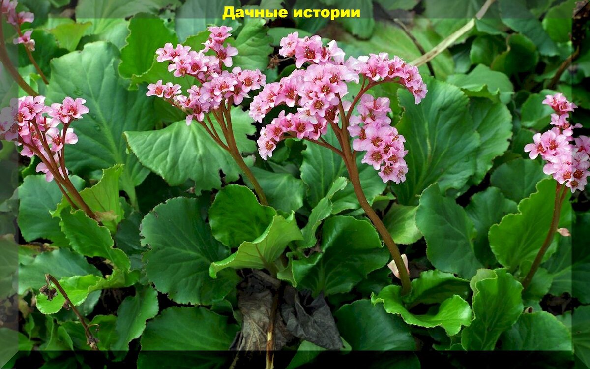 Клумба непрерывного цветения: знакомые всем с детства нетребовательные растения для непрерывно цветущих клумб