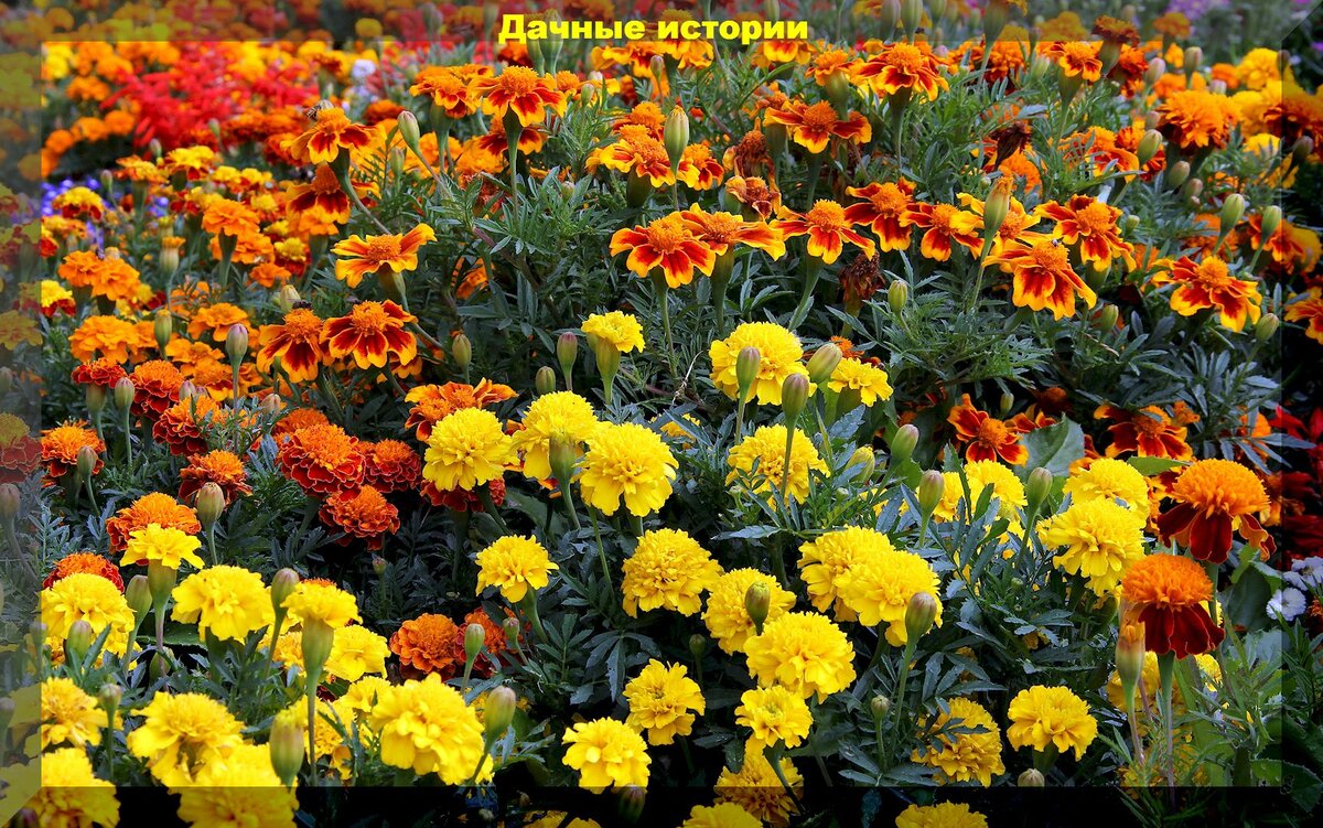 Клумба непрерывного цветения: знакомые всем с детства нетребовательные растения для непрерывно цветущих клумб