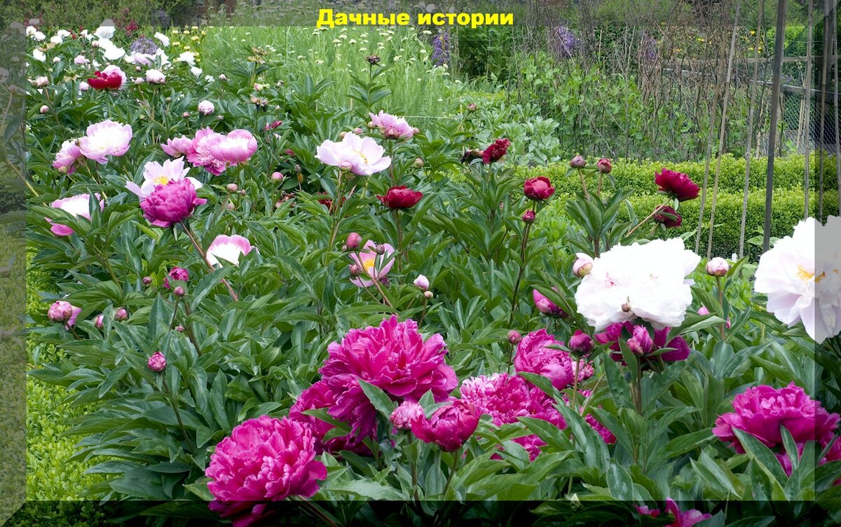 Цветы в июле: отвечаем на вопросы цветоводов о тюльпанах, подкормках пионов, уходе за цинниями, рододендронами, георгинами