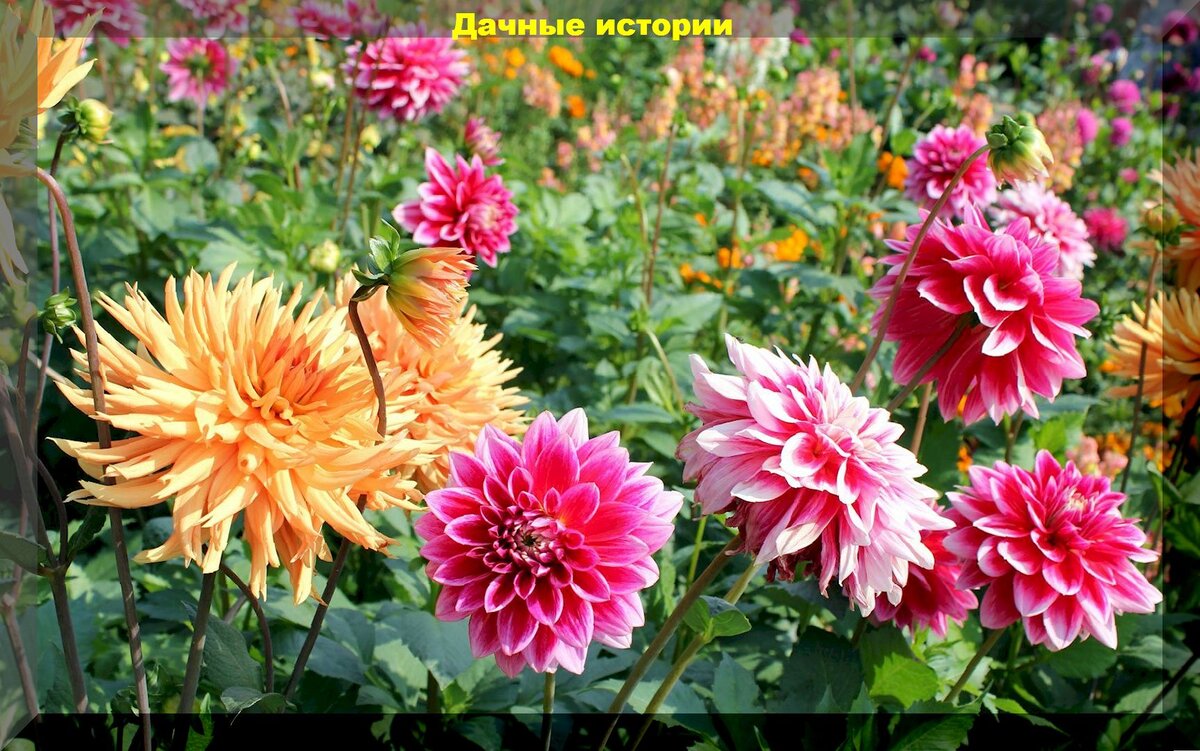 Цветы в июле: отвечаем на вопросы цветоводов о тюльпанах, подкормках пионов, уходе за цинниями, рододендронами, георгинами