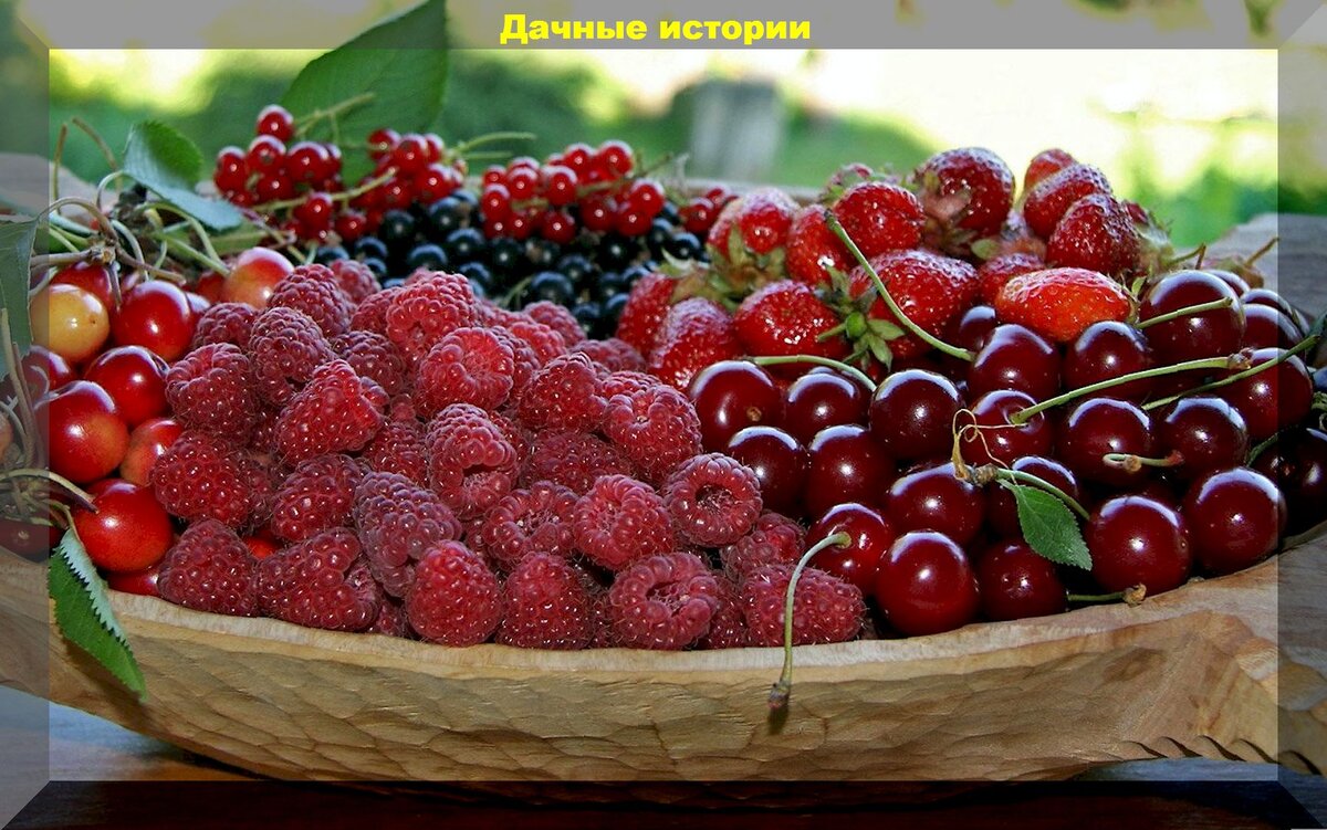 Июль на даче: не всегда очевидные, но важные садовые и огородные дела которые нельзя пропускать