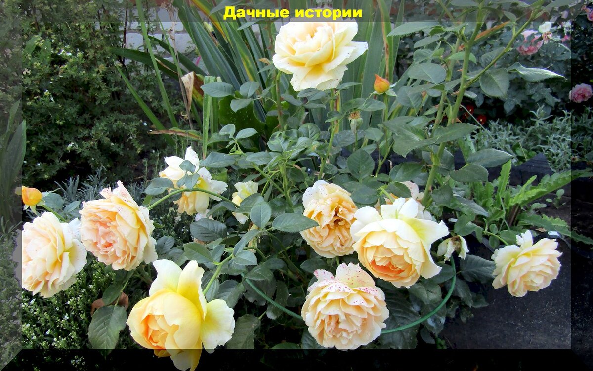 Грамотный уход за розами в середине лета: уход за розами для пышного и продолжительного цветения в этом и следующим сезоне