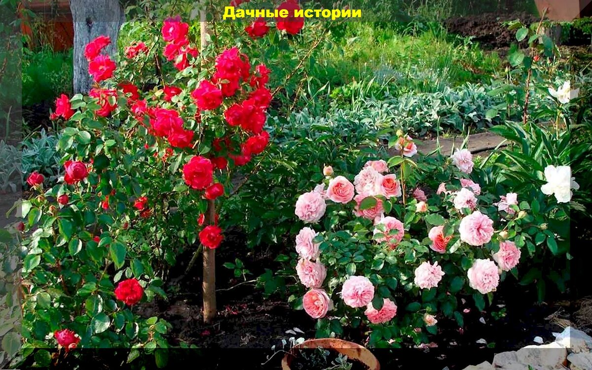 Грамотный уход за розами в середине лета: уход за розами для пышного и продолжительного цветения в этом и следующим сезоне