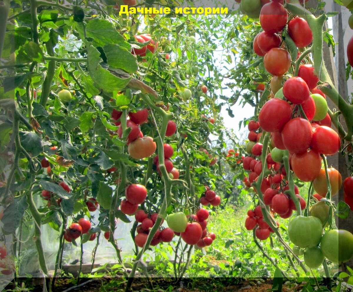 Подвязка томатов, подкормка, полив, профилактика вершиной гнили и скручивания листьев: важные работы с томатами в начале лета