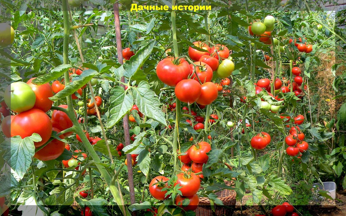 Подвязка томатов, подкормка, полив, профилактика вершиной гнили и скручивания листьев: важные работы с томатами в начале лета