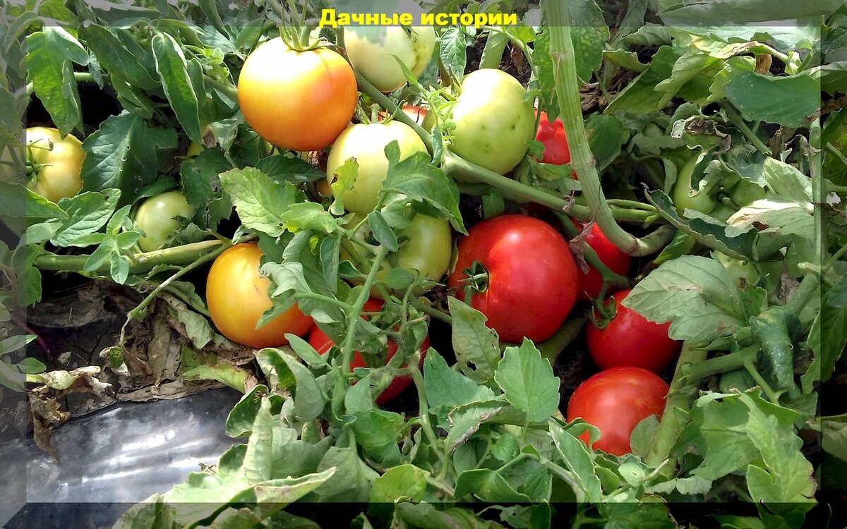 Проблемы с томатами в первой половине лета: скручивание верхушек, неправильная формировка и подкормка, стресс от жары