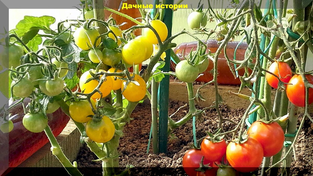 Проблемы с томатами в первой половине лета: скручивание верхушек, неправильная формировка и подкормка, стресс от жары