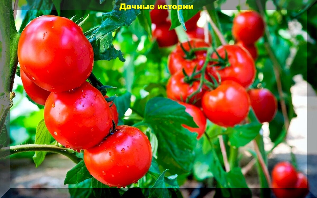 Три главных вопроса: как защитить томаты от жары, как правильно поливать томаты, как подкармливать томаты по листу